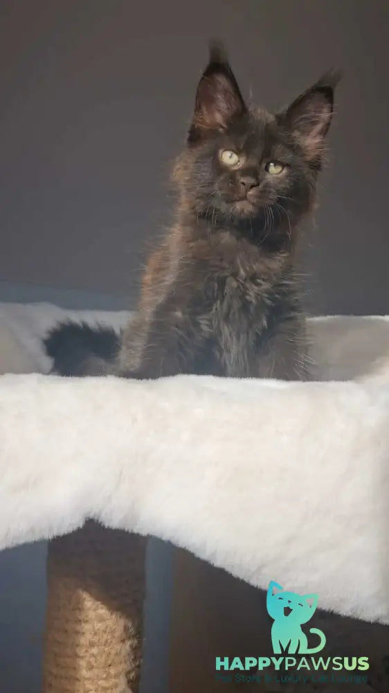 Lolita Maine Coon female black - live animals