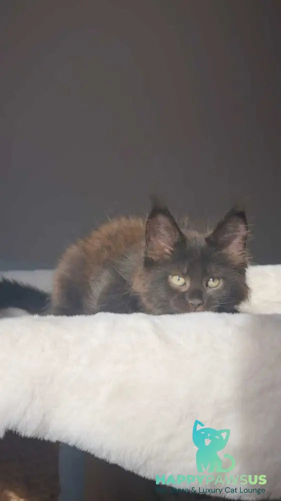 Lolita Maine Coon female black - live animals