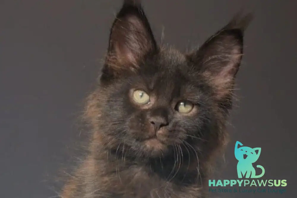 Lolita Maine Coon female black - live animals