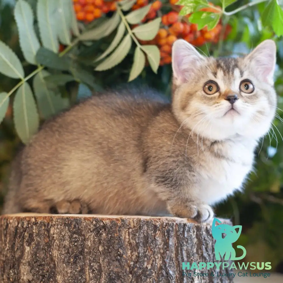 Lolita Munchkin female black ticked tabby - live animals