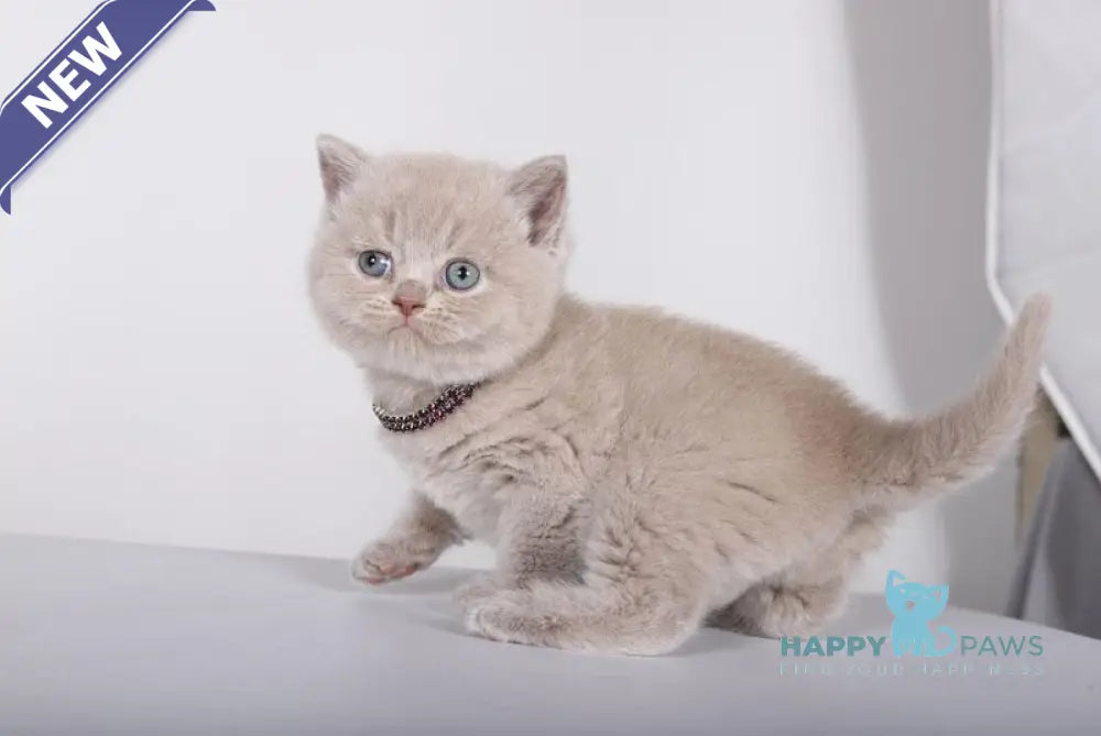 Lolla British Shorthair female lilac live animals