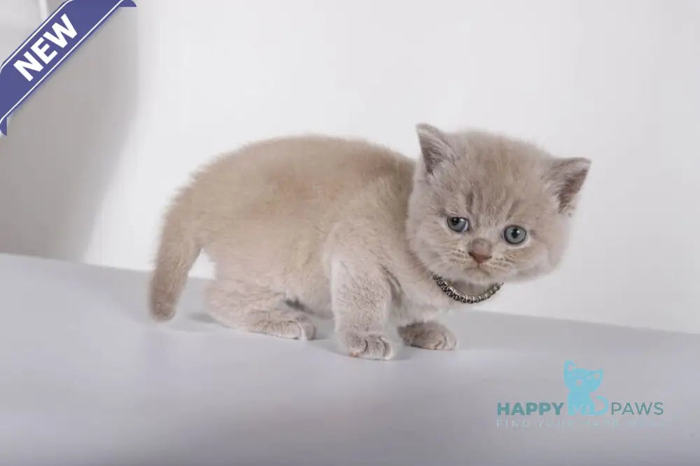 Lolla British Shorthair female lilac live animals