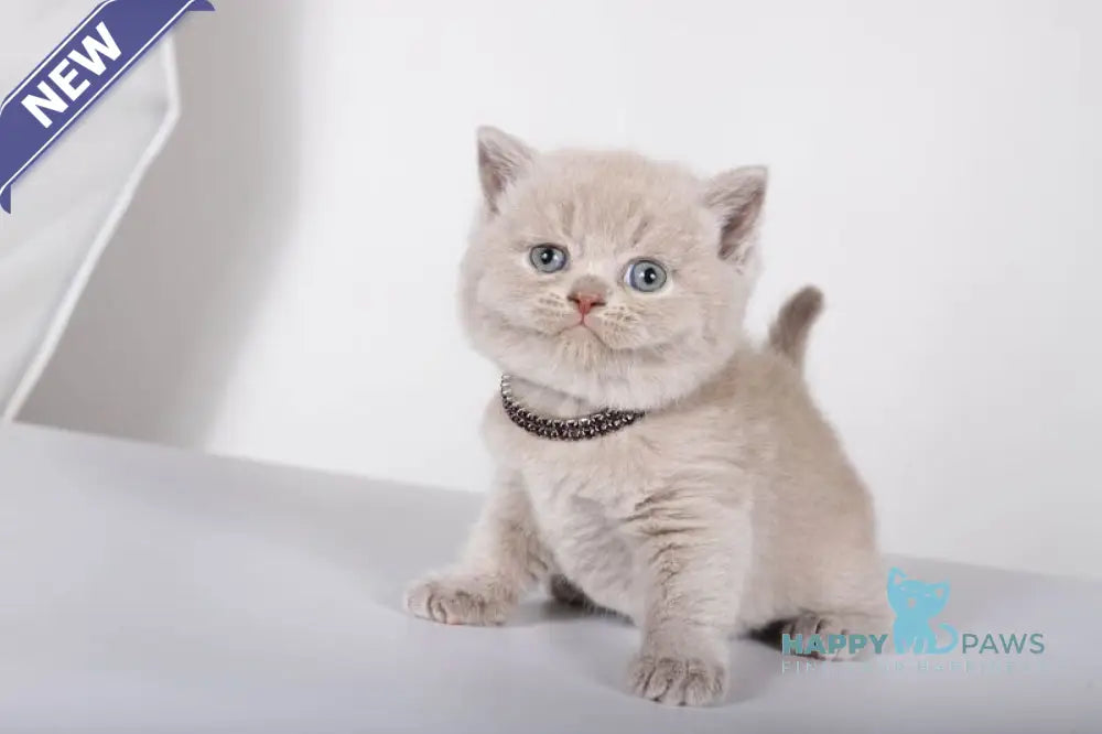 Lolla British Shorthair female lilac live animals