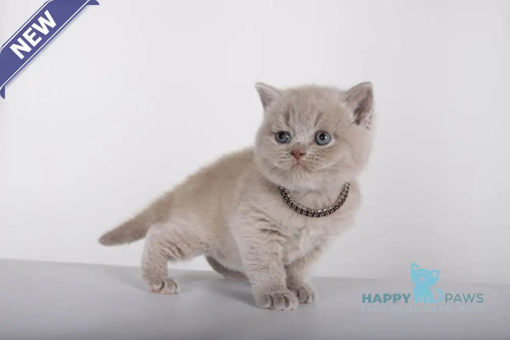 Lolla British Shorthair female lilac live animals