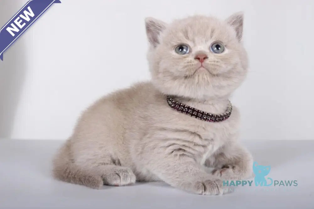 Lolla British Shorthair female lilac live animals