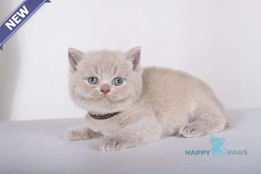 Lolla British Shorthair female lilac live animals