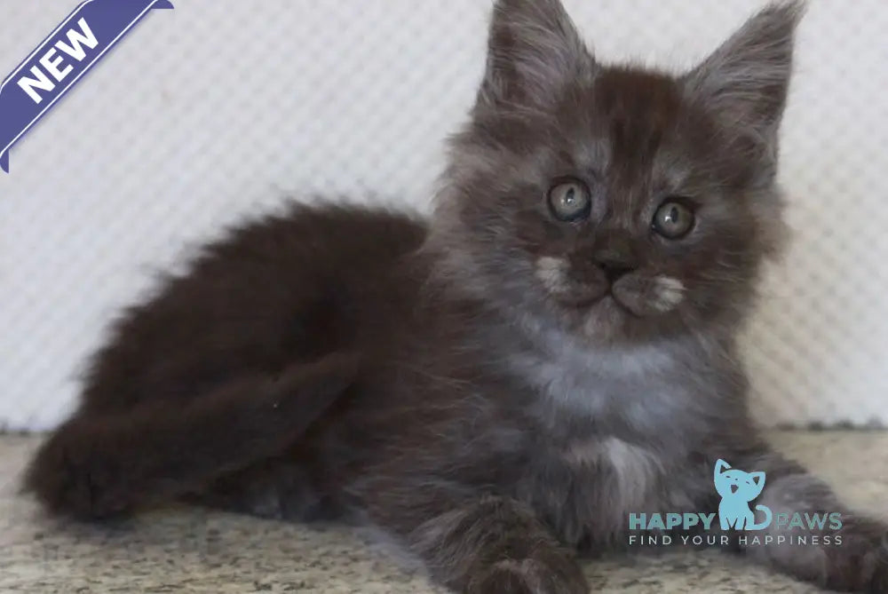 Lolo Maine Coon male black smoke live animals