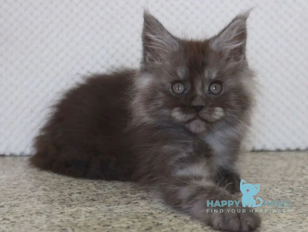Lolo Maine Coon male black smoke live animals