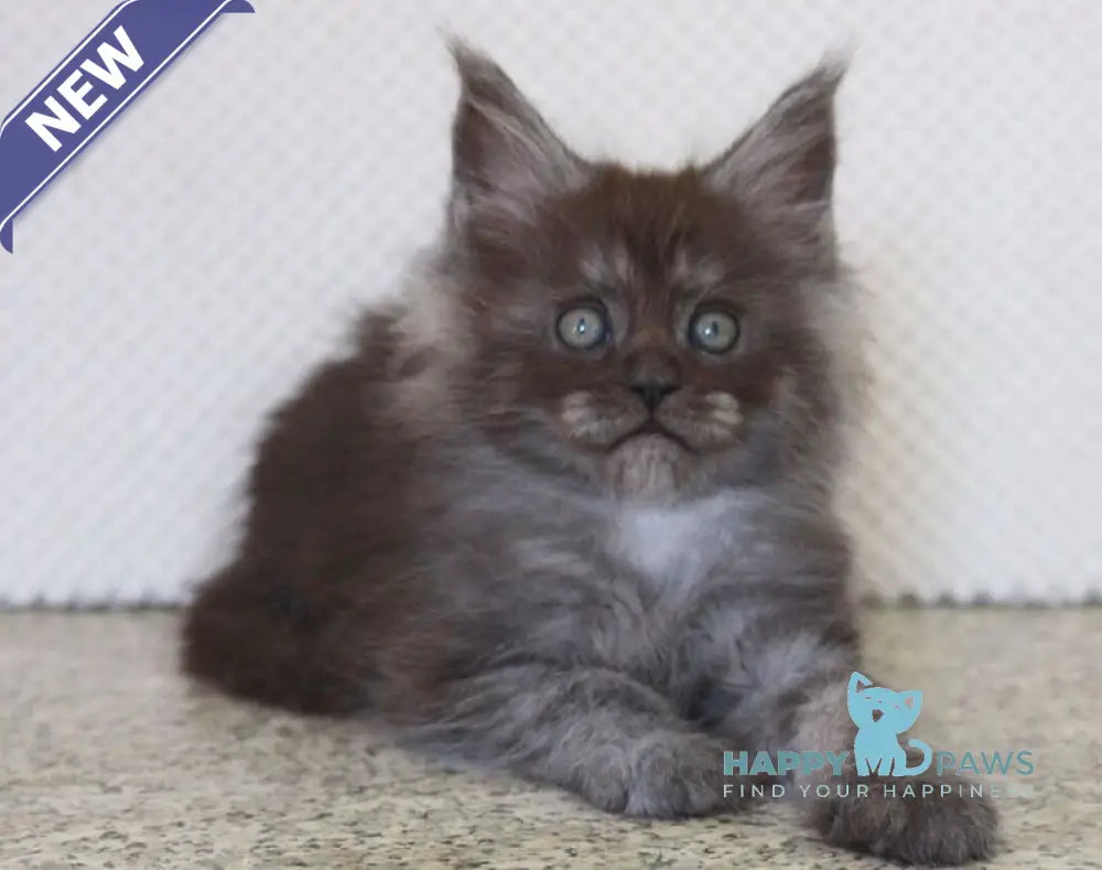 Lolo Maine Coon male black smoke live animals