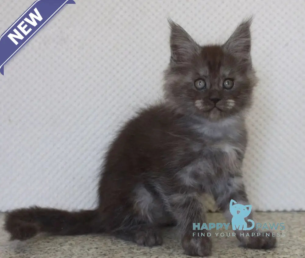 Lolo Maine Coon male black smoke live animals
