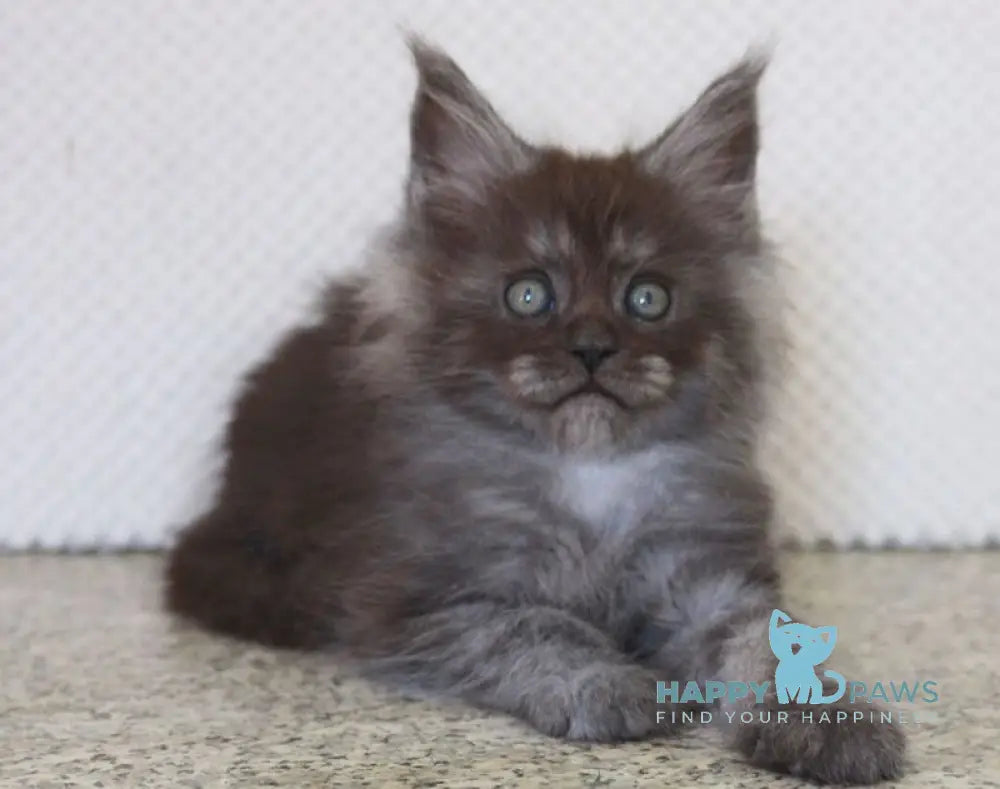 Lolo Maine Coon male black smoke live animals
