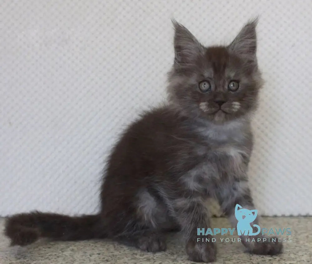 Lolo Maine Coon male black smoke live animals