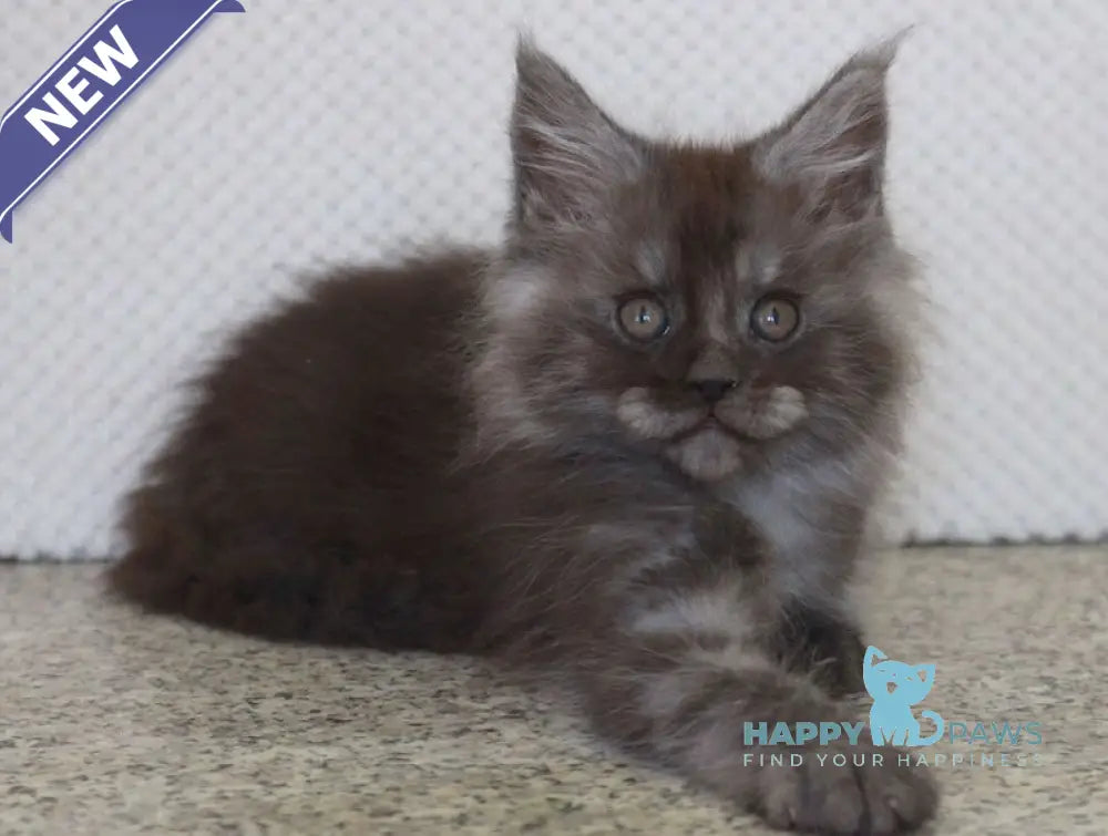 Lolo Maine Coon male black smoke live animals