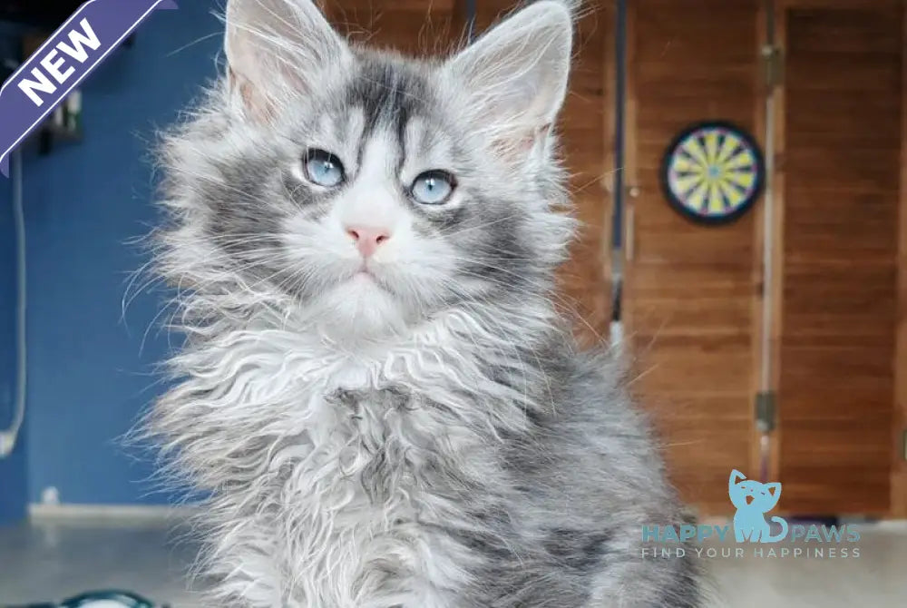 London Maine Coon male polydactyl black silver ticked tabby with white live animals
