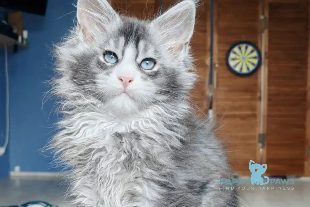 London Maine Coon male polydactyl black silver ticked tabby with white live animals