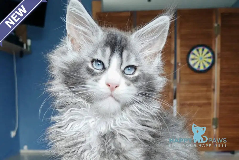 London Maine Coon male polydactyl black silver ticked tabby with white live animals