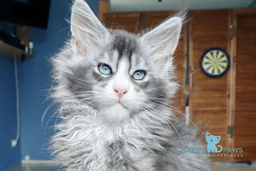 London Maine Coon male polydactyl black silver ticked tabby with white live animals