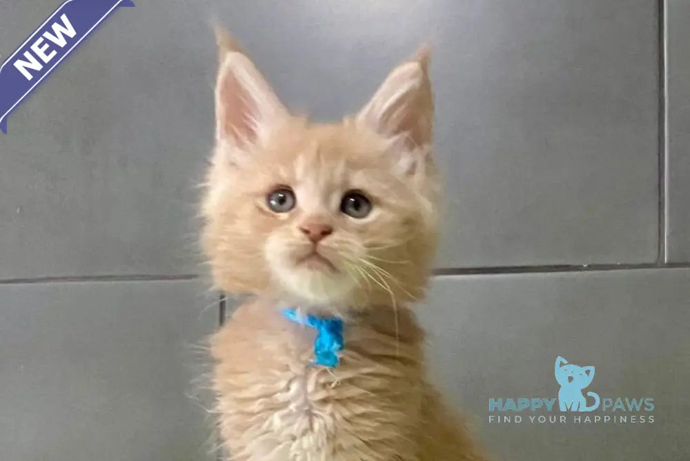 Long Island Maine Coon polydactyl male cream live animals