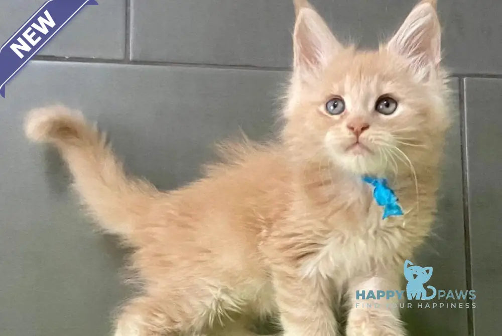 Long Island Maine Coon polydactyl male cream live animals