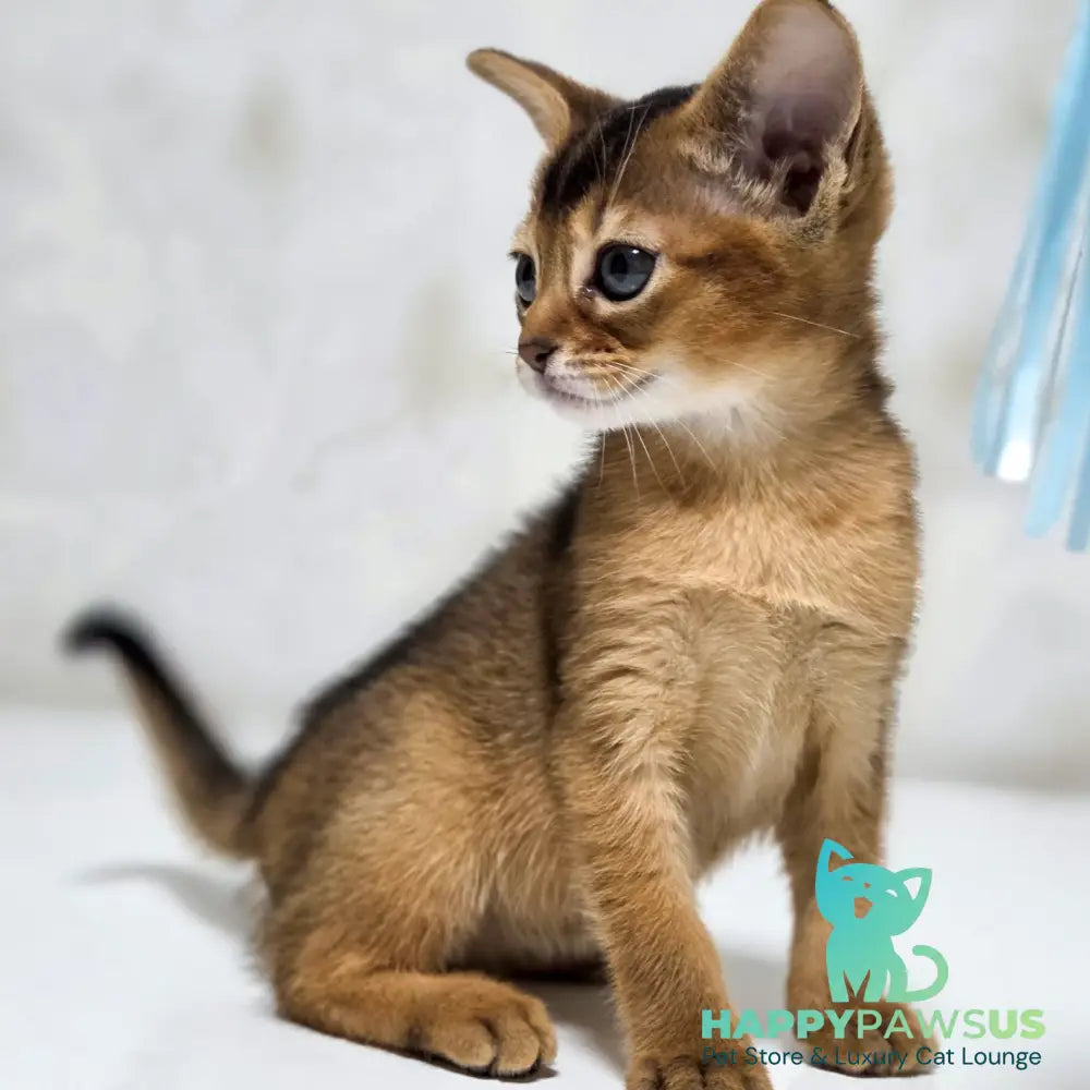 Lora Abyssinian female black - live animals