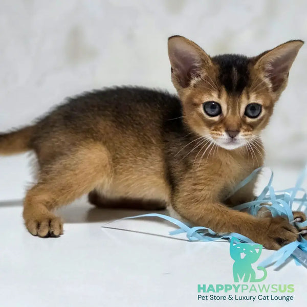 Lora Abyssinian female black - live animals