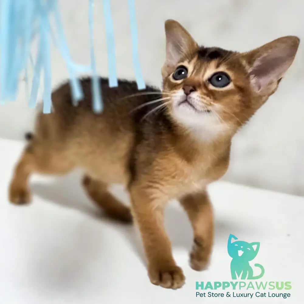 Lora Abyssinian female black - live animals