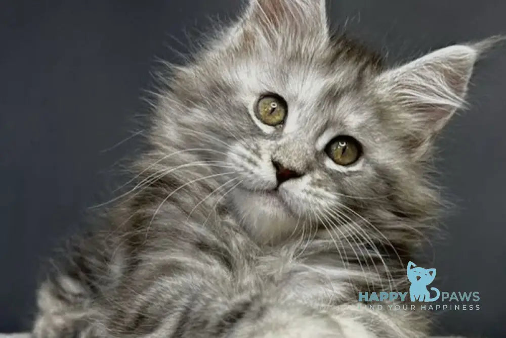 Lora Maine Coon female black silver tabby live animals