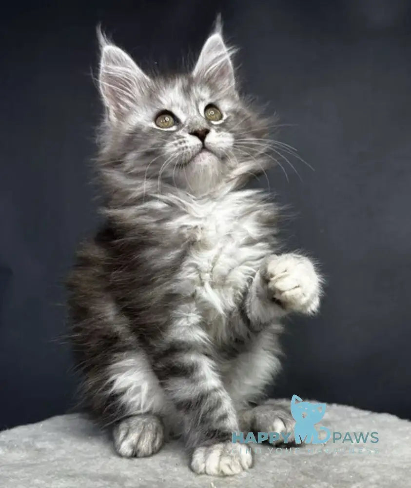 Lora Maine Coon female black silver tabby live animals