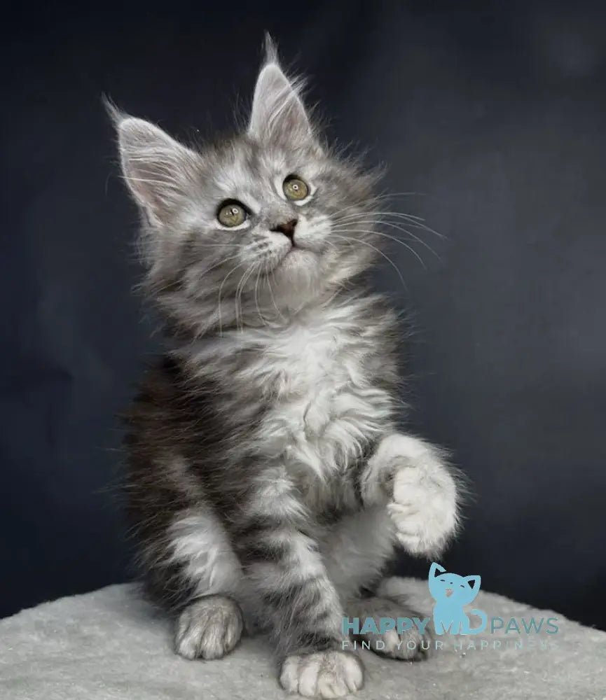 Lora Maine Coon female black silver tabby live animals