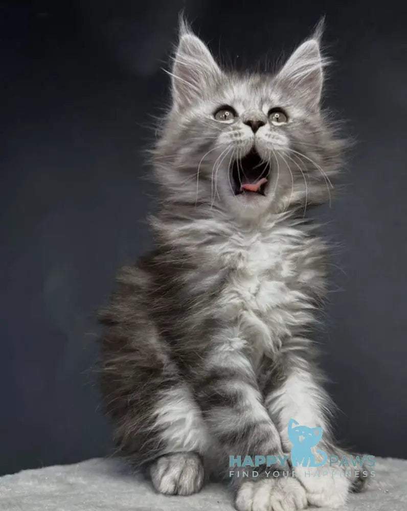 Lora Maine Coon female black silver tabby live animals