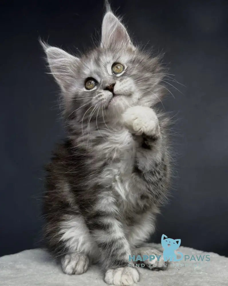 Lora Maine Coon female black silver tabby live animals