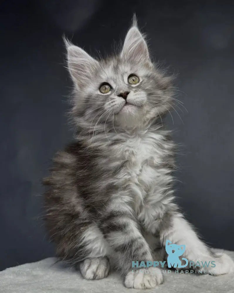 Lora Maine Coon female black silver tabby live animals