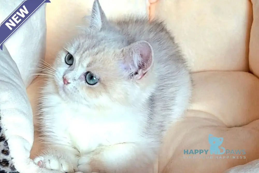 Lord British Shorthair male blue golden shaded live animals