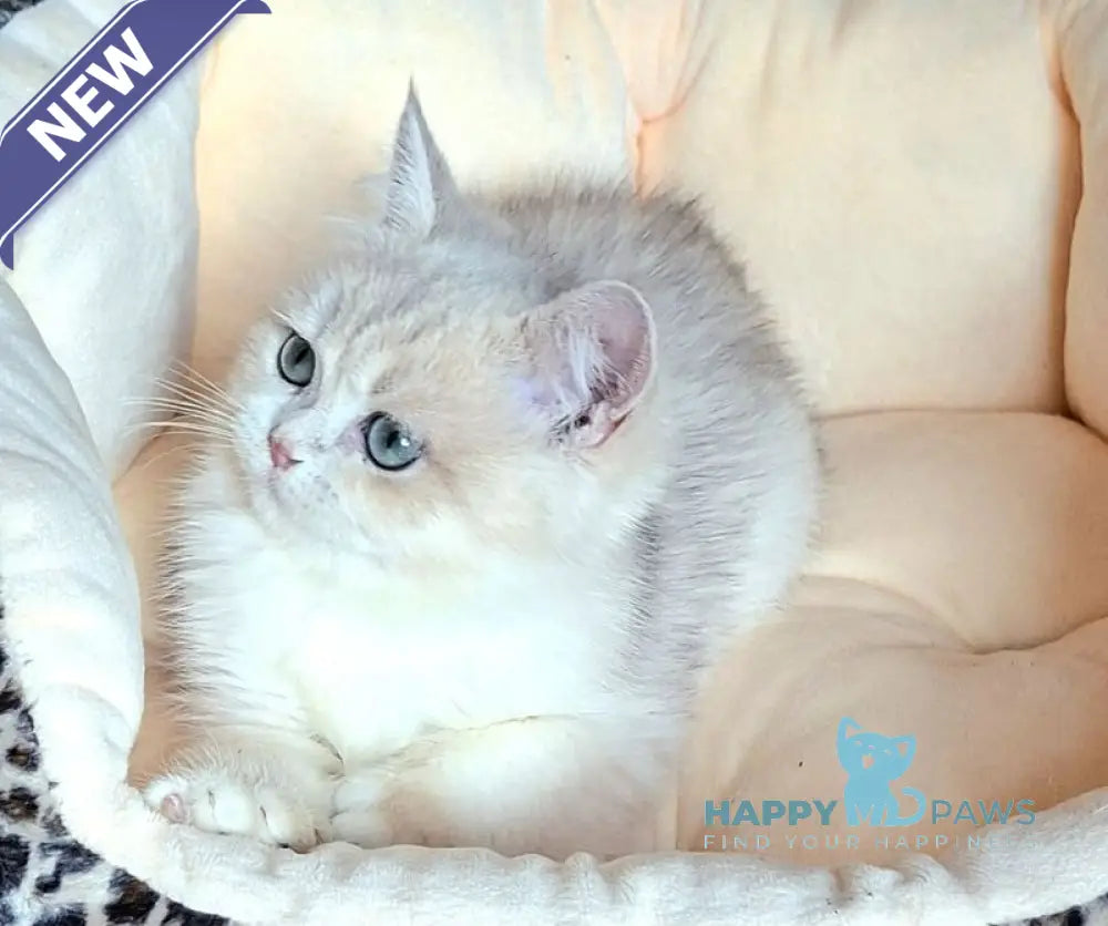 Lord British Shorthair male blue golden shaded live animals