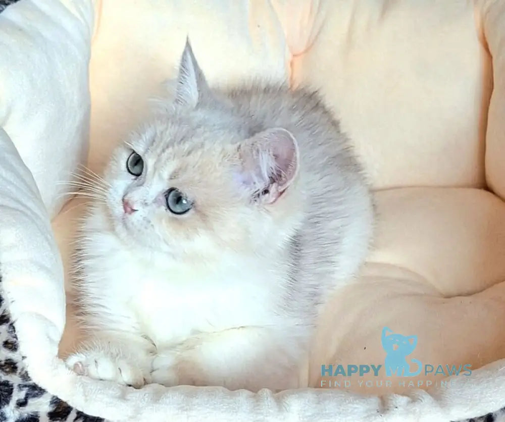 Lord British Shorthair male blue golden shaded live animals