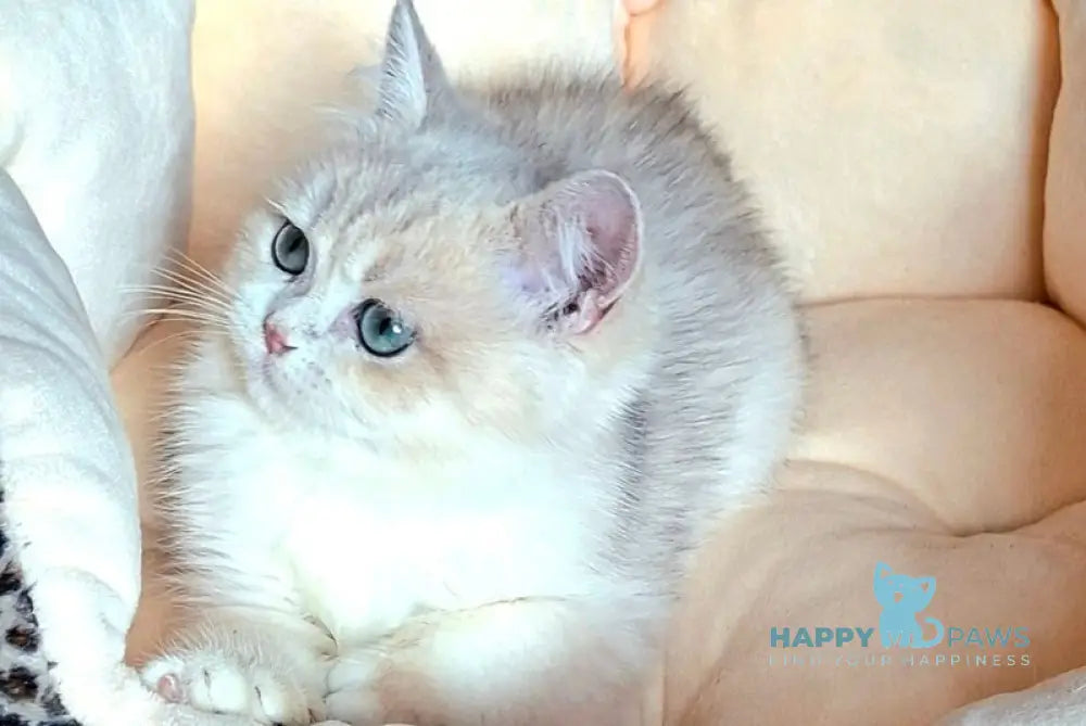 Lord British Shorthair male blue golden shaded live animals