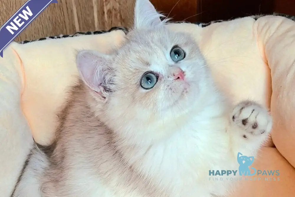 Lord British Shorthair male blue golden shaded live animals