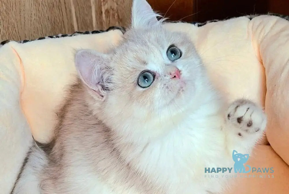 Lord British Shorthair male blue golden shaded live animals