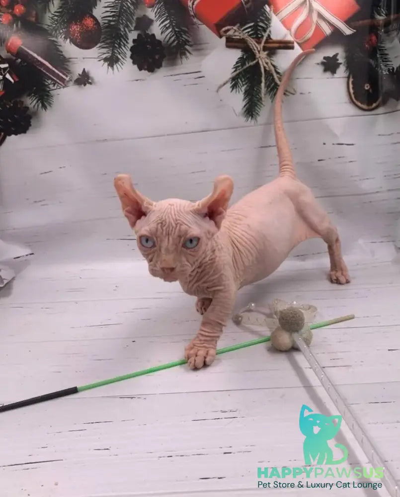 Lord Dwelf male white - live animals
