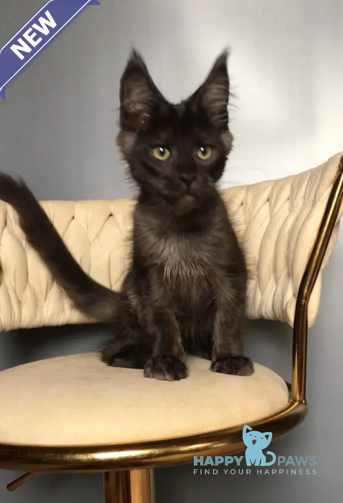 Lord Maine Coon male black silver live animals