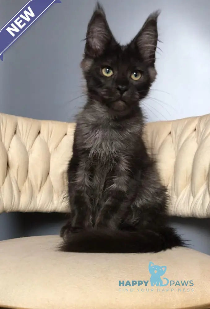 Lord Maine Coon male black silver live animals