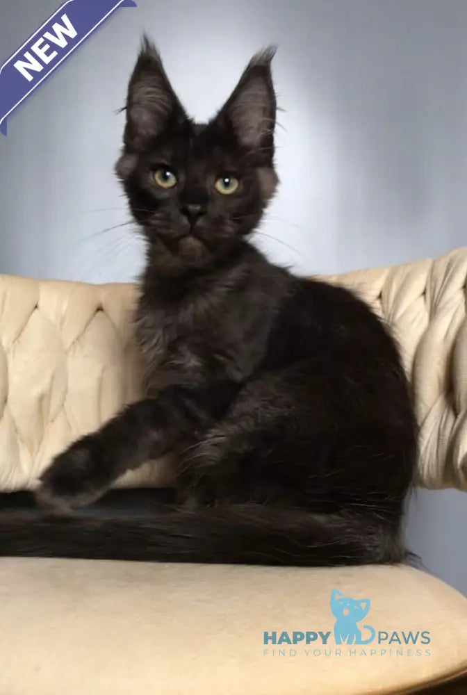 Lord Maine Coon male black silver live animals
