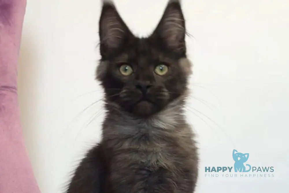 Lord Maine Coon male black silver live animals