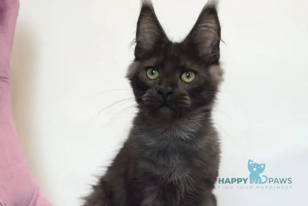 Lord Maine Coon male black silver live animals
