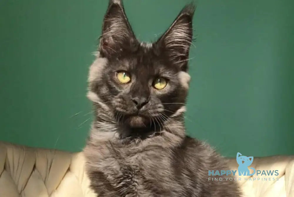 Lord Maine Coon male black silver live animals