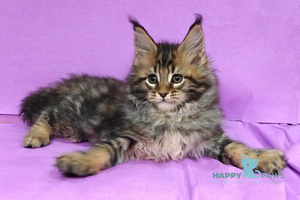 Lord Maine Coon male black tabby live animals