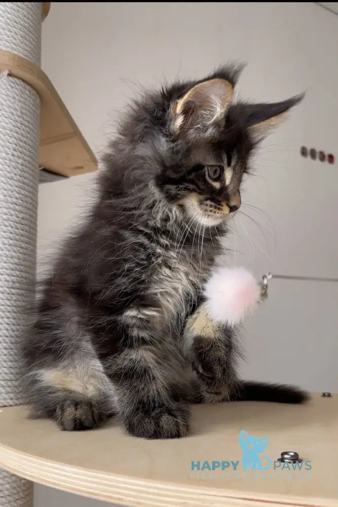 Lord Maine Coon male black tabby live animals