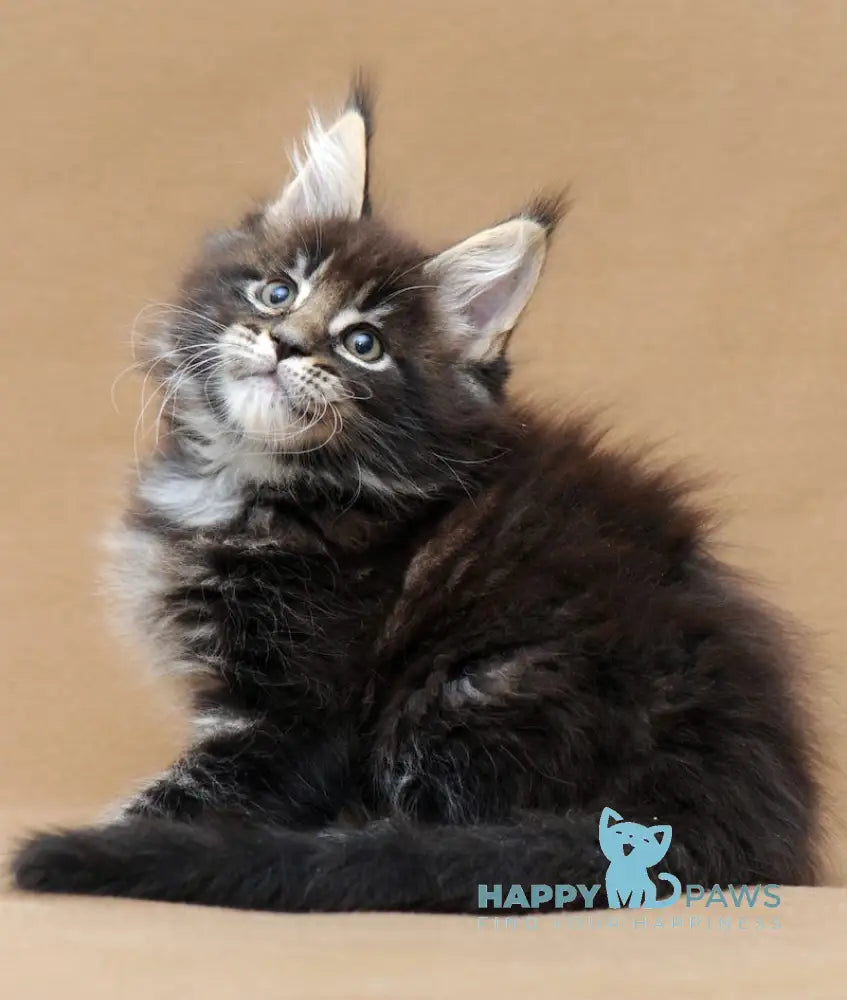 Lord Maine Coon Male Black Tabby Live Animals