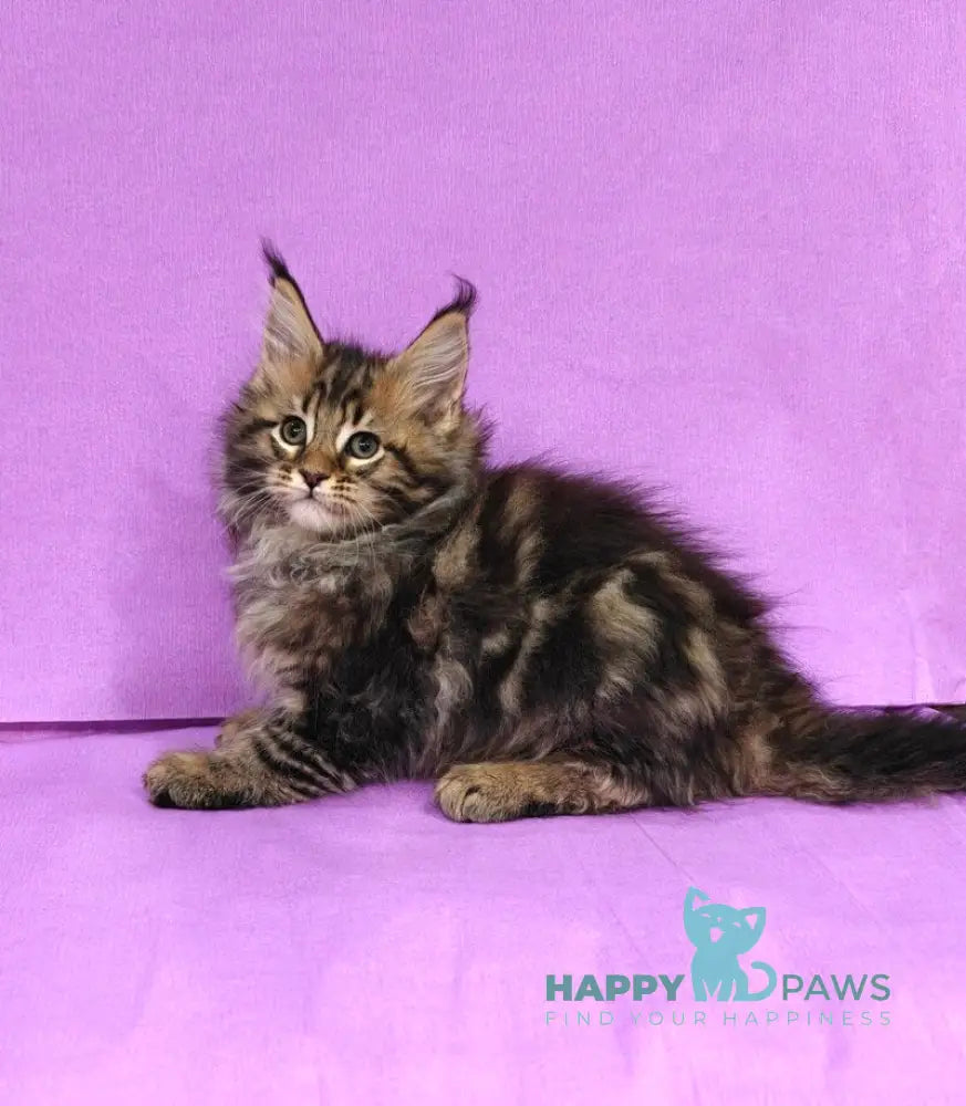 Lord Maine Coon male black tabby live animals