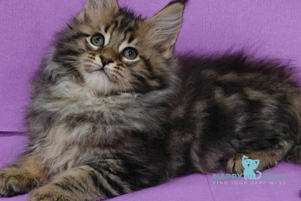 Lord Maine Coon male black tabby live animals